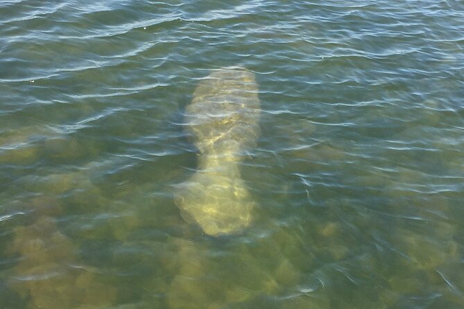 2 Hr Dolphin Melbourne, Merritt Island ,Cocoa Beach.1030 am - Where Your 10:30 AM Dolphin Cruise Actually Starts