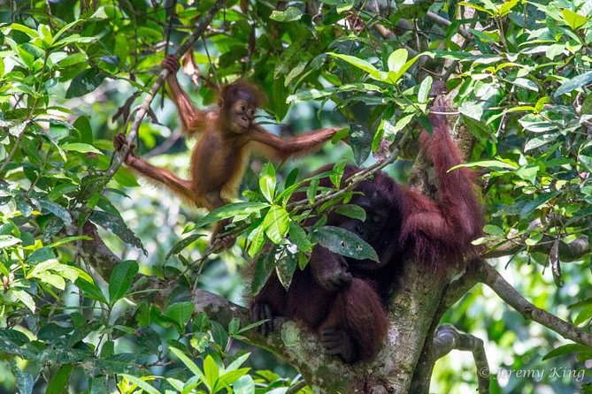 2D1N Sandakan Private Tour with Kinabatangan River Cruise - Key highlights people love