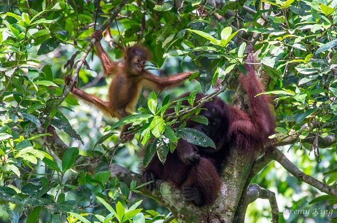 2D1N Sandakan Private Tour with Kinabatangan River Cruise - Lunch and included meals: what’s actually covered