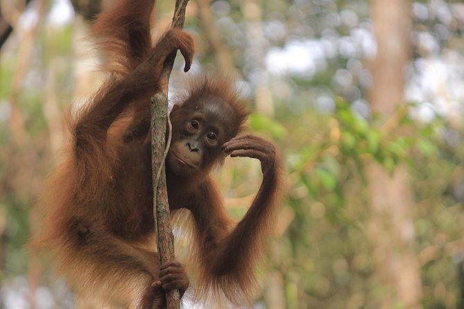 2Ns Orangutan Kelotok Tour in Tanjung Puting Kalimantan - Borneo - The value in the $444 price: what’s actually included