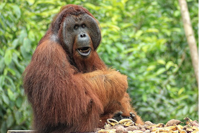 2Ns Orangutan Kelotok Tour in Tanjung Puting Kalimantan - Borneo - Day 2: Camp Leakey on the Sekonyer Kanan side creeks