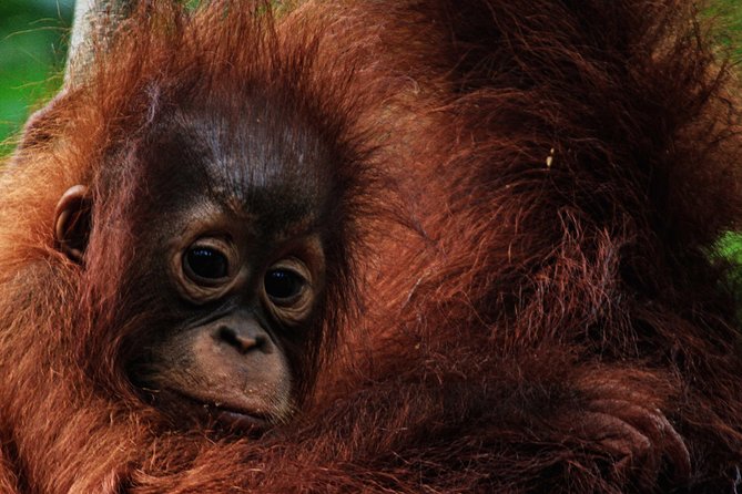 2Ns Orangutan Kelotok Tour in Tanjung Puting Kalimantan - Borneo - A realistic sense of what you’ll see (besides orangutans)