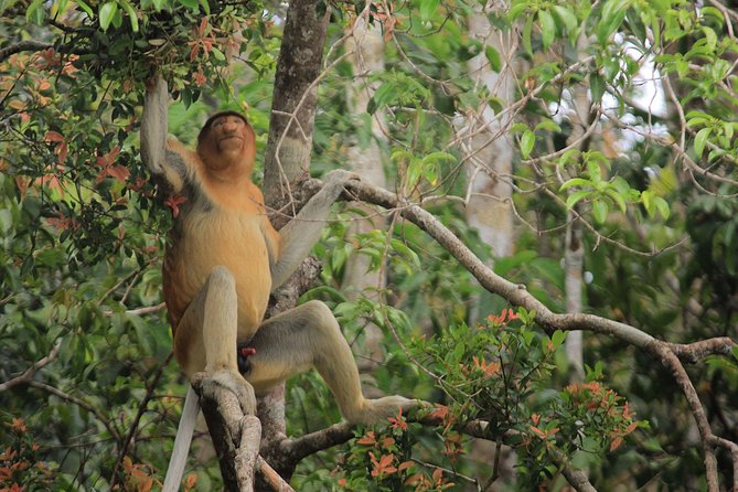 2Ns Orangutan Kelotok Tour in Tanjung Puting Kalimantan - Borneo - Tips for getting the most out of your kelotok nights