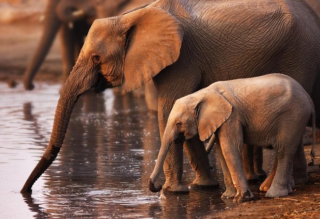 Addo Elephant National Park and Sunset River Cruise - FD04 - Key things to know before you go (FD04)