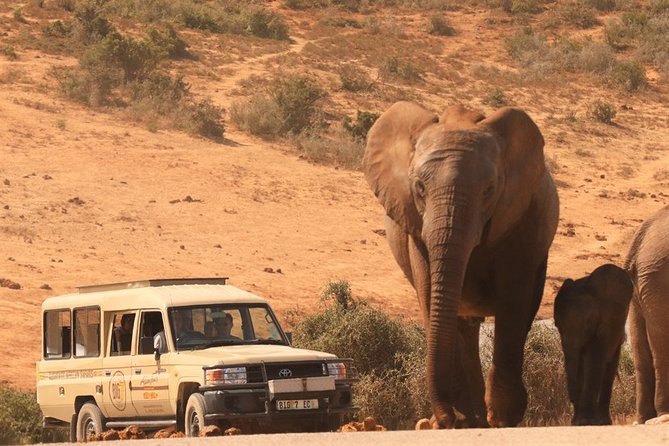 Addo Elephant National Park and Sunset River Cruise - FD04 - Wildlife highlights you can actually plan around in Addo