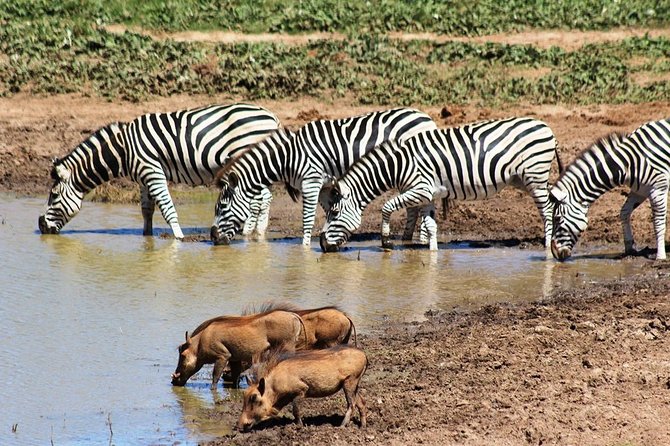 Addo Elephant National Park and Sunset River Cruise - FD04 - Price and value: what $169.54 actually covers