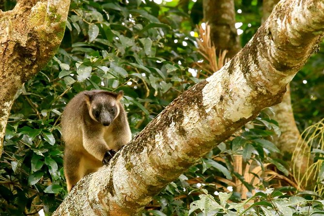 Afternoon Daintree Tour with River Cruise from Port Douglas - Tips to Make Your Afternoon Run Smoothly