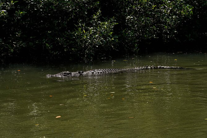 Afternoon Daintree Tour with River Cruise from Port Douglas - Should You Book This Afternoon Daintree Tour?