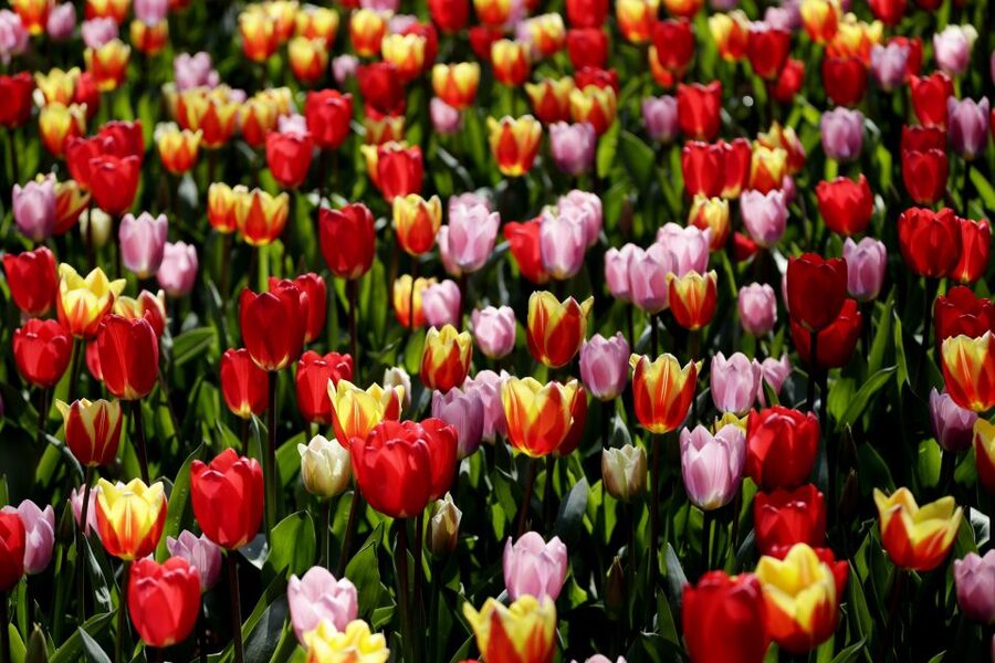 Amsterdam: Keukenhof Ticket with Shuttle Bus + Canal Cruise - Keukenhof Shuttle Logistics: Simple Start From Amsterdam Central