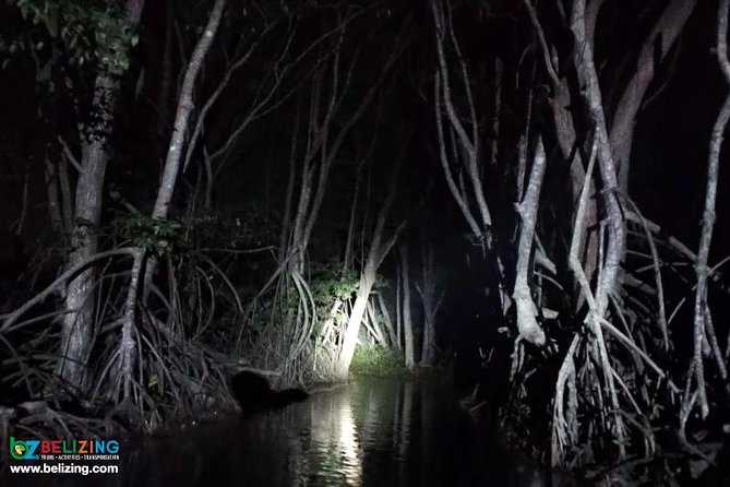 Bioluminescence Tour & Sunset River Cruise - Hopkins Marina to Anderson Lagoon: The Ride Sets the Mood