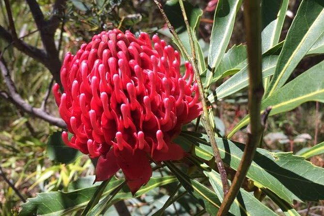 Blue Mountains Day Tour Including Parramatta River Cruise - The Three Sisters: A Short Stop with Aboriginal Legends