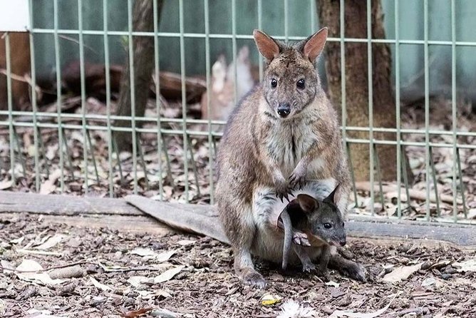 Blue Mountains Tour PRIVATE with Wildlife Park and River Cruise - The Sydney Harbour river cruise: the day’s satisfying finish