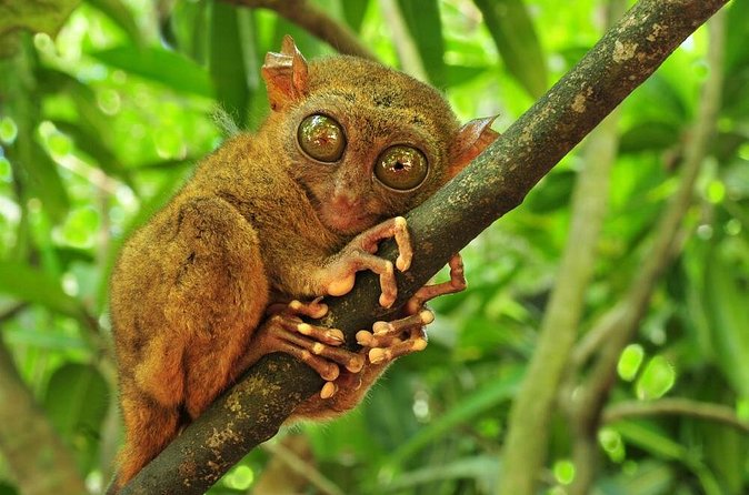 Bohol Highlights Tour: Chocolate Hills, Tarsier Spotting and Loboc River Cruise - Butterfly Sanctuary in Bilar: Where You See Color Up Close