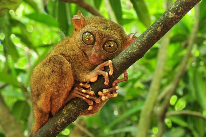 Bohol Highlights Tour: Chocolate Hills, Tarsier Spotting and Loboc River Cruise - Getting From Tagbilaran to the Countryside Without Stress