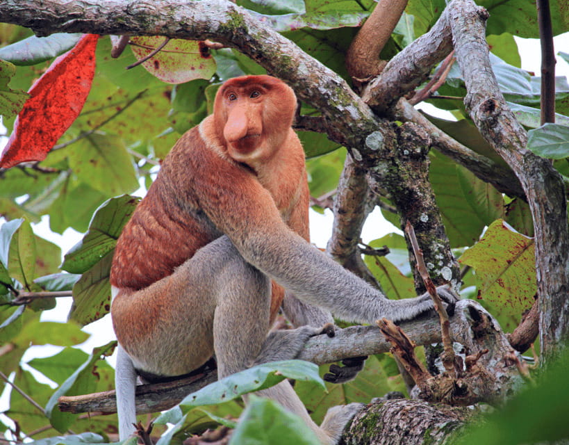 Bongawan River Cruise: Proboscis Monkey & Fireflies Viewing - Guides Who Actually Help: Eddie, Timmy, and Zai in Real Terms