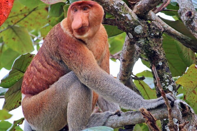 Bongawan River Cruise Proboscis Monkey, SkyMirror, Fireflies - Key Points You Should Know Before You Go