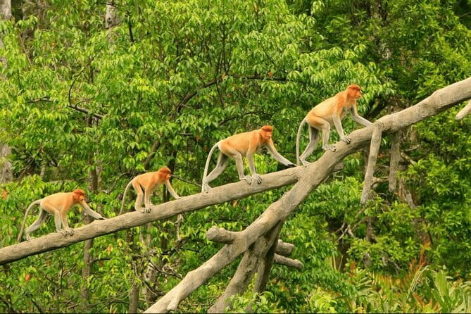 Bongawan River Cruise Proboscis Monkey, SkyMirror, Fireflies - SkyMirror Beach and Sunset: Great Photos, One Potential Time Tradeoff