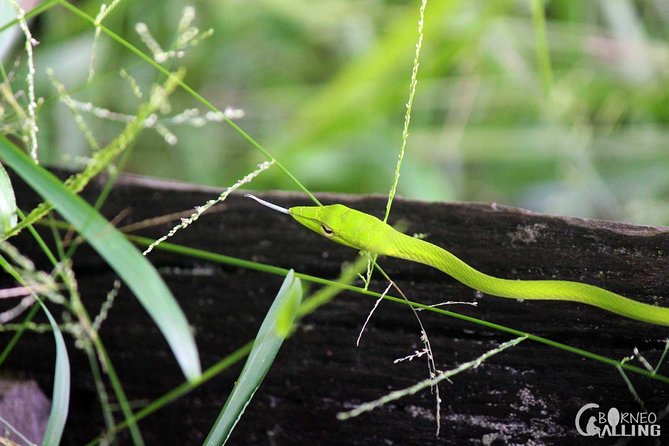 Borneo Kinabatangan River Cruise Day Trip - Key points before you go