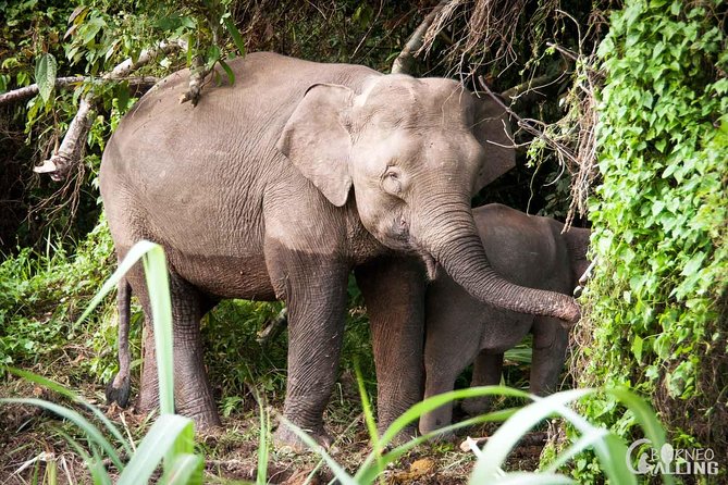 Borneo Kinabatangan River Cruise Day Trip - A 4 pm Kinabatangan cruise through Sukau-Kinabatangan Wildlife Sanctuary
