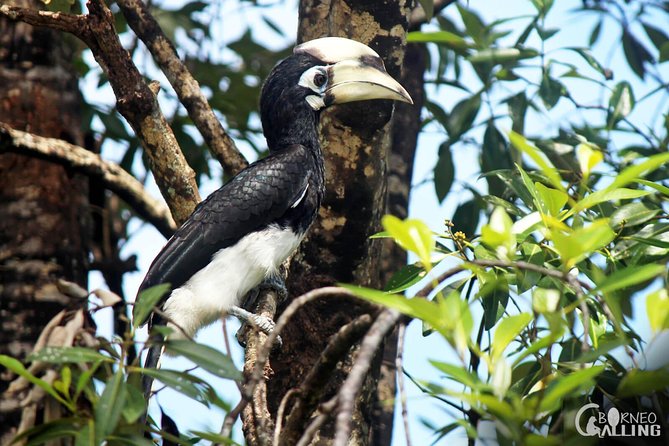 Borneo Kinabatangan River Cruise Day Trip - What you get for your money: shared transport, English coordinator, and entrance fee