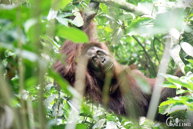 Borneo Kinabatangan River Cruise Day Trip - Who this day trip suits best (and who may want something else)