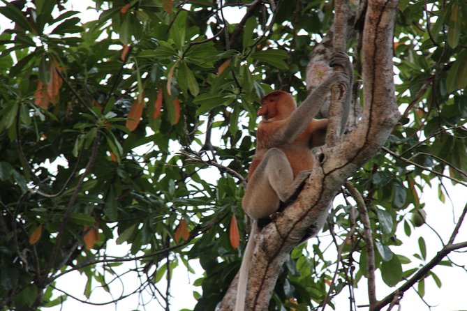 Borneo (Klias) River Cruise & Fireflies Tour - Key things I’d circle before you go