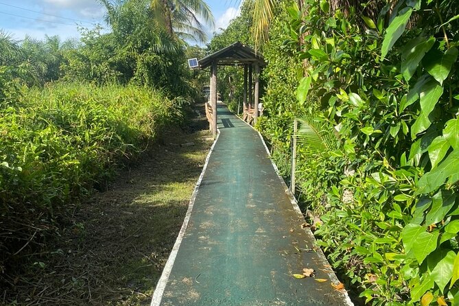 Borneo (Klias) River Cruise & Fireflies Tour - Wildlife Beyond Monkeys: Birds, Hornbills, Crocodiles, and Better Spotting