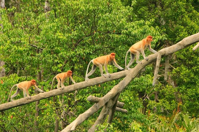 Borneo (Klias) River Cruise & Fireflies Tour - 4:50pm Monkey Time on the Klias River: What You’re Actually Looking For