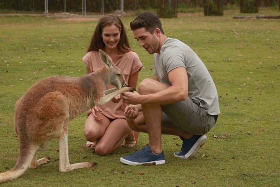Brisbane River Cruise and Koala Sanctuary Visit - Morning teas, snacks, and drinks: plan your budget on board