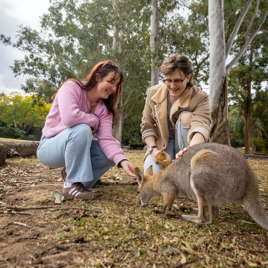 Brisbane River Cruise and Koala Sanctuary Visit - Lone Pine Koala Sanctuary: your 3-hour wildlife plan