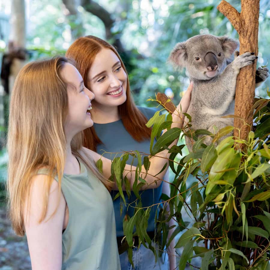 Brisbane River Cruise and Koala Sanctuary Visit - Shows at Lone Pine: raptors, sheepdogs, and other wildlife moments