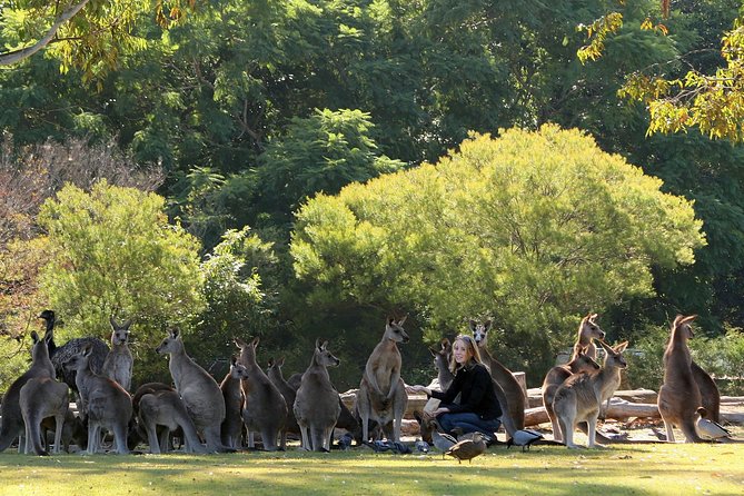 Brisbane River Cruise with entry to Lone Pine Koala Sanctuary - Key highlights to know before you go