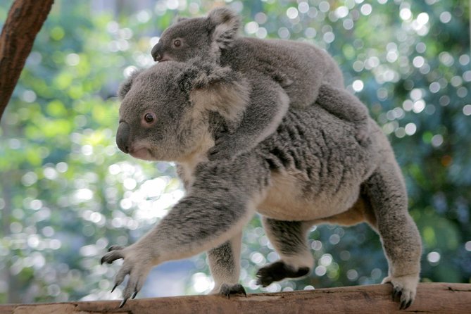 Brisbane River Cruise with entry to Lone Pine Koala Sanctuary - How much walking is really involved?