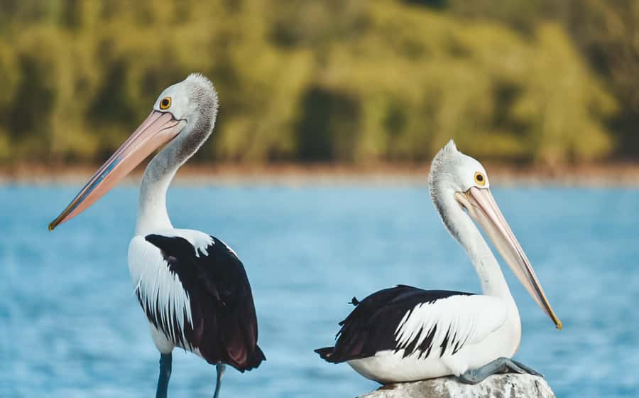 Byron Bay: Scenic Sunset River Cruise - Should you book this sunset river cruise from Ballina?