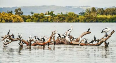Byron Bay: Scenic Sunset River Cruise - Marine Biologist guide: learning fast because you’re looking right outside
