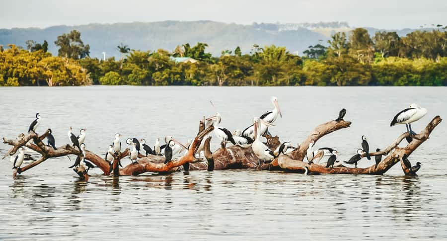 Byron Bay: Scenic Sunset River Cruise - Marine Biologist guide: learning fast because you’re looking right outside
