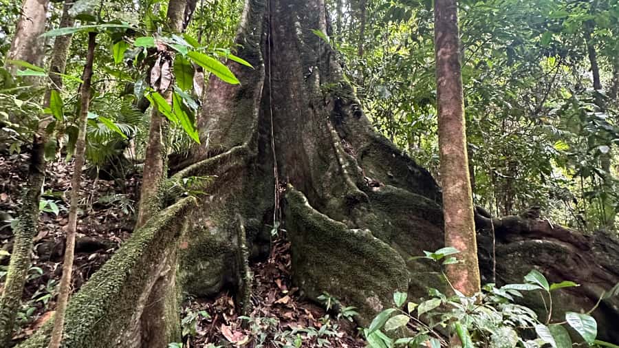 Cairns: Daintree River Cruise and Mossman Gorge - The day starts strong: Cairns to Port Douglas and the drive that frames the rainforest