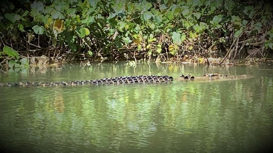 Cairns: Daintree River Cruise and Mossman Gorge - Morning tea and small comforts: why this pacing feels worth the money