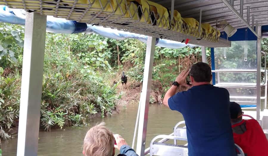 Cairns: Daintree River Cruise and Mossman Gorge - Port Douglas to the gorge: Flagstaff Hill, Four Mile Beach, and then straight into the UNESCO Daintree