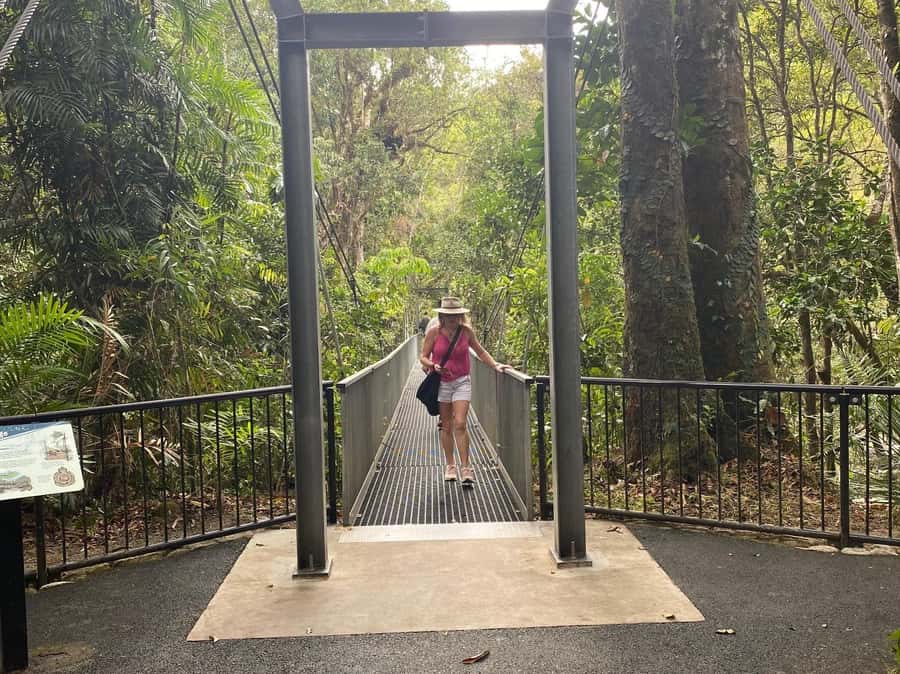 Cairns: Daintree River Cruise and Mossman Gorge - Mossman Gorge guided walk: plants, animals, bush foods, and medicine