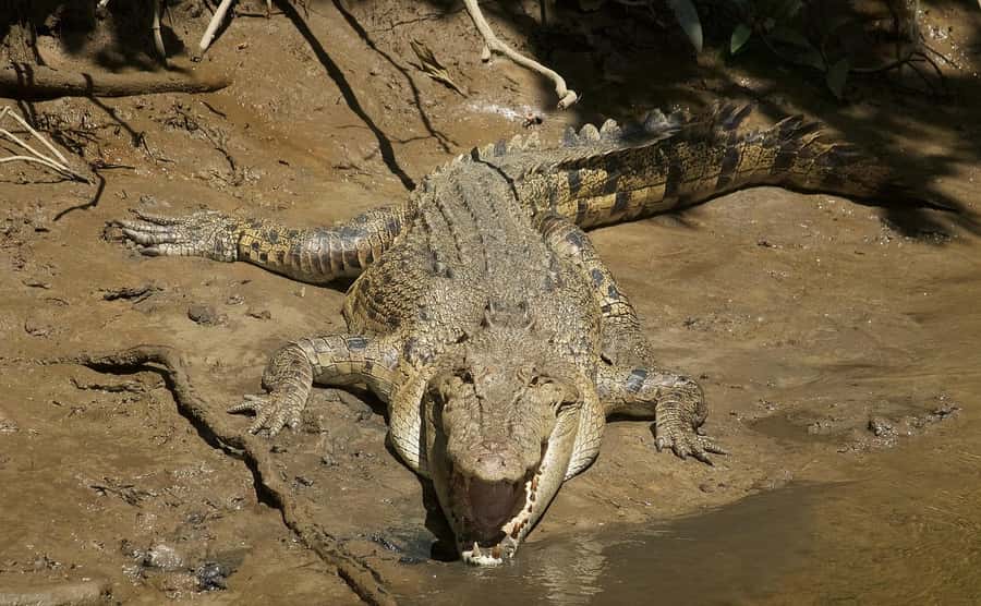 Cairns: Daintree River Cruise and Mossman Gorge - Rex’s Lookout and the final scenic unwind before Cairns