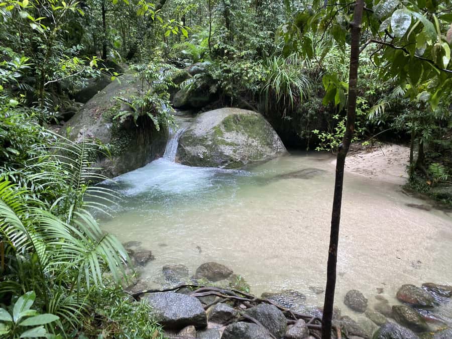 Cairns: Daintree River Cruise and Mossman Gorge - Price and value: what $190 per person covers (and what it doesn’t)