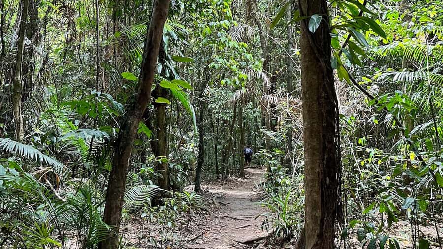 Cairns: Daintree River Cruise and Mossman Gorge - Logistics that matter: timing, what to pack, and how to stay comfortable