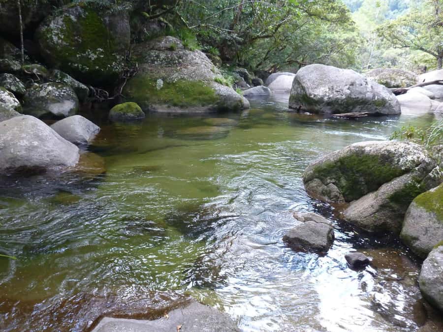 Cairns: Daintree River Cruise and Mossman Gorge - Daintree River cruise: the mangroves, the boat time, and crocodile spotting
