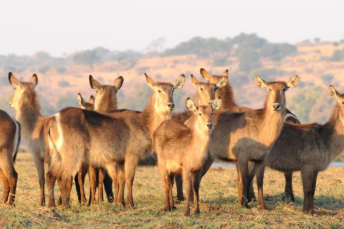 Chobe National Park 4X4 Day Safari and River Cruise - Lunch at Chobe Safari Lodge (or similar): why the timing matters