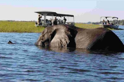 Chobe National Park 4X4 Day Safari and River Cruise - From Victoria Falls to Botswana: the border crossing rhythm