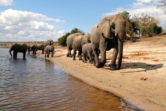 Chobe National Park 4X4 Day Safari and River Cruise - Group size, timing, and comfort: how this day feels