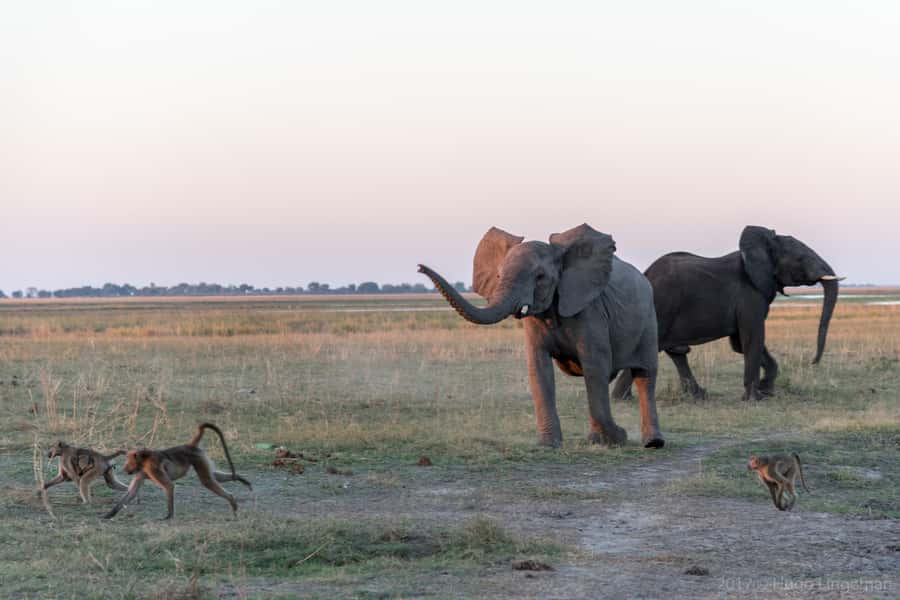 Chobe National Park: Day Trip, Safari drive & River Cruise - Chobe Day Trip Key Points to Know