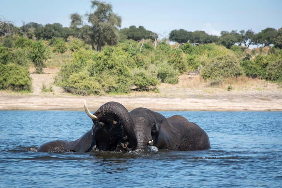 Chobe National Park: Day Trip, Safari drive & River Cruise - Chobe in One Day: What the 10 Hours Feels Like