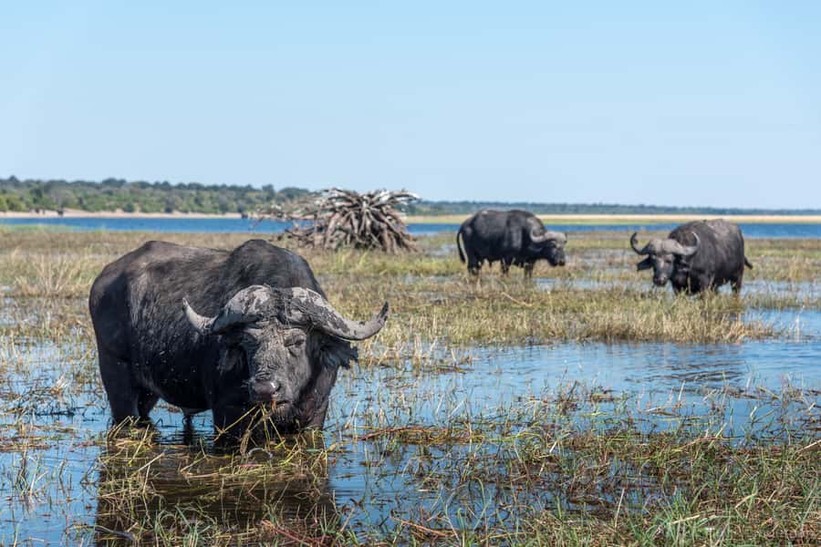 Chobe National Park: Day Trip, Safari drive & River Cruise - Morning Game Drive on the Chobe Riverfront: Where Elephants Do the Math